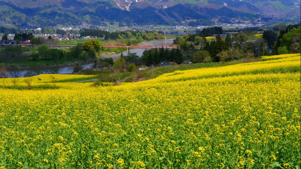 ふるさとに逢える 楽園信州 心が澄む 信州に住む 長野県の移住ポータルサイト 飯山市 いいやまで暮らす 里山の自然風景 菜の花 が満開になりました