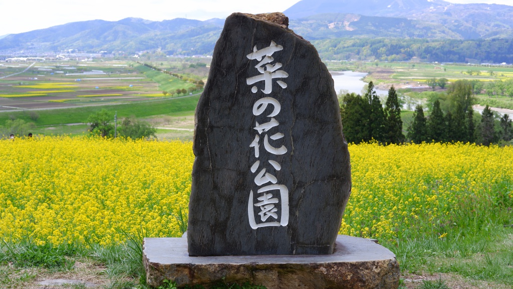 ふるさとに逢える 楽園信州 心が澄む 信州に住む 長野県の移住ポータルサイト 飯山市 いいやまで暮らす 里山の自然風景 菜の花 が満開になりました