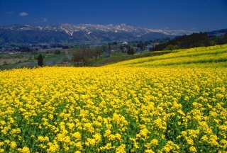 飯山市の画像