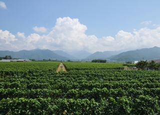 高山村の画像